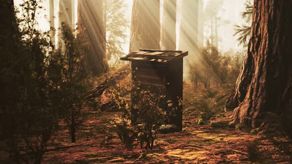 Old Wooden Beehive in Forest in Fog alt