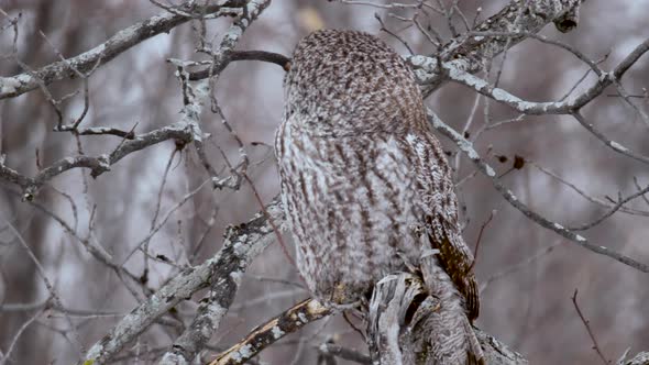 Great Grey Owl perched on branch turns head back and forth alt