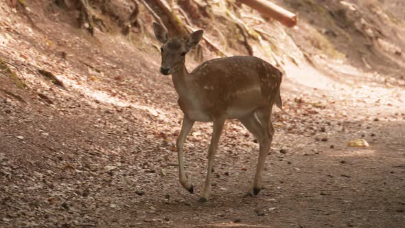 Young deer runs across a forest road and climbs high on the side of the road