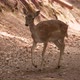 Young deer runs across a forest road and climbs high on the side of the road - VideoHive Item for Sale