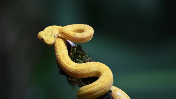 Costa Rica Wildlife, Eyelash Viper Snake (bothriechis schlegelii), Dangerous Rainforest Animals, Cur alt