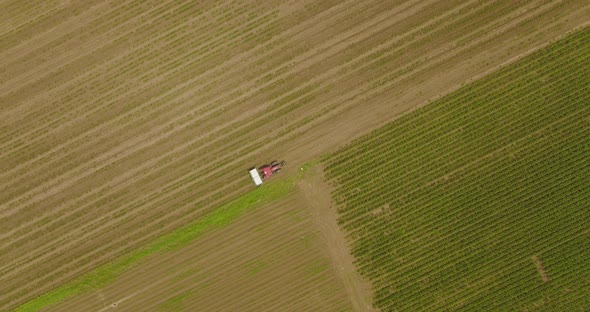 Tractor spreading fertilizer over young corn crops alt