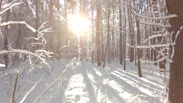 Snow-covered trees in winter forest. Slow motion, steadicam shot