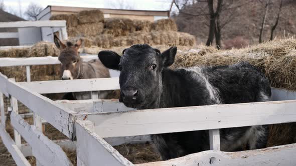 A Young Calf Looks Longingly Through a Wooden Fence in Winter in the Cold