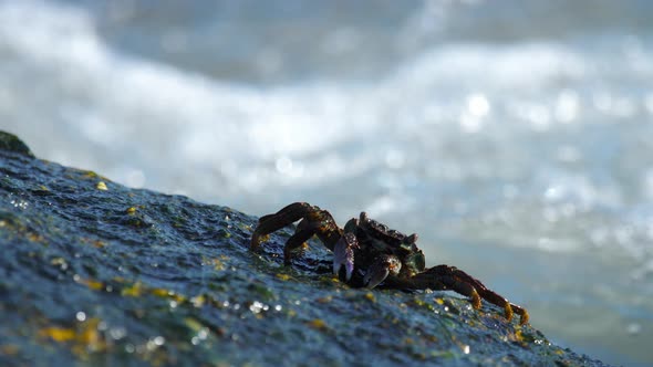 Crab on the Rock at the Beach