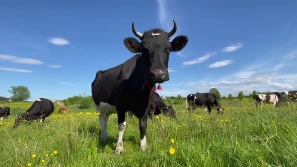 Funny Cows in the Countryside Walking in the Meadow Summer Day Farm alt