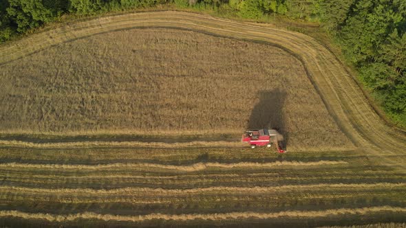 Aerial Combine Harvester Cuts Crops Near the Forest in the Evening alt