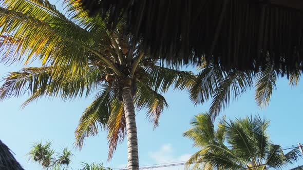 Tropical African Hotel with Thatched Roof Bungalows and Palm Trees Zanzibar alt