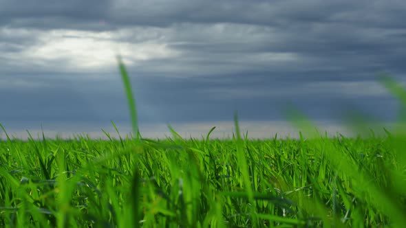 Green Grass Growing Meadow in Dramatic Strom Dark Weather Nature Landscape alt