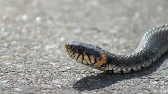 The Snake Basks in the Sun alt