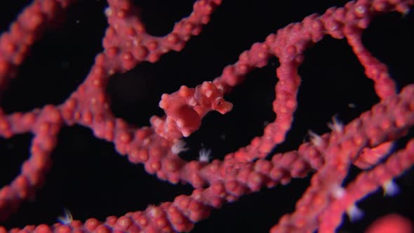 Pygmy Seahorse Denise on red sea fan at night. alt