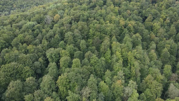 Trees in the Mountains Slow Motion. Aerial View of the Carpathian Mountains in Autumn. Ukraine alt
