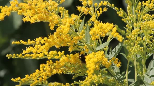 Insect Bumblebee Shrubs 4