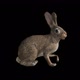Rabbit Idle - VideoHive Item for Sale