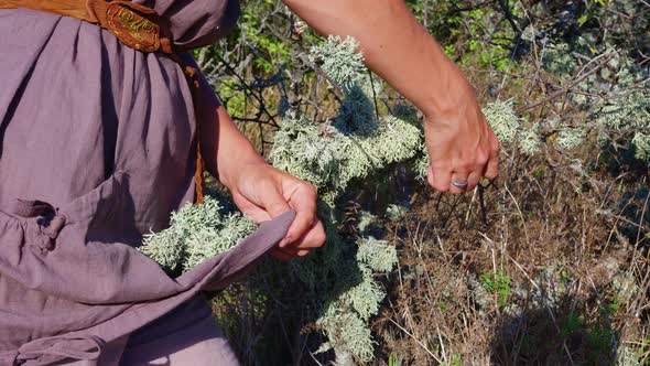 Young Woman Collects Herbs for Incense in a Mountain Forest alt