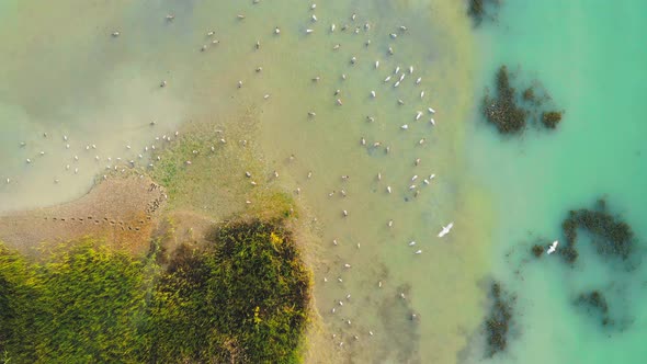 Gulls Feed in Shallow Waters of Tropical Island and Take Off Entire Colony  Aerial Drone Shot alt