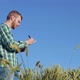 A Young Farmer Agronomist with a Beard Stands in a Field of Wheat Under a Clear Blue Sky and - VideoHive Item for Sale