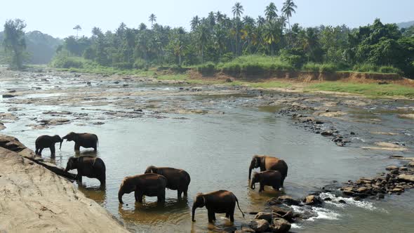 Herd of Elephants in the Jungle River. Pinnawala Elephant Orphanage. Sri Lanka. , FHD alt