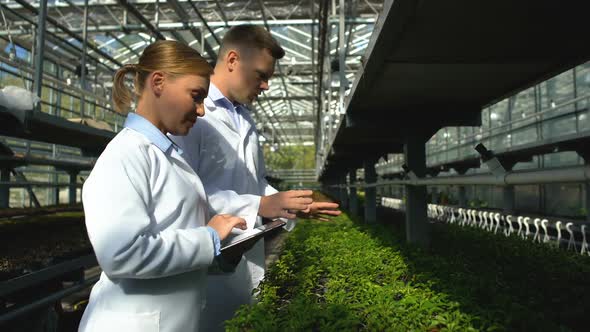 Busy Scientists Checking Seedlings of Newly Bred Plant in Greenhouse, Research