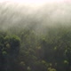 Forest Aerial - VideoHive Item for Sale