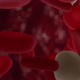 Blood Cells - VideoHive Item for Sale