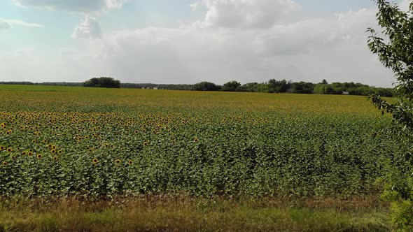 Agricultural Cultivation of Sunflower in the Field