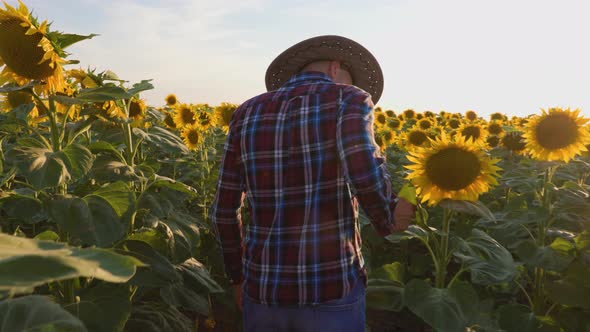 Back View and Tracking Shot of A Young Farmer in a Hat Walks Through His Field alt