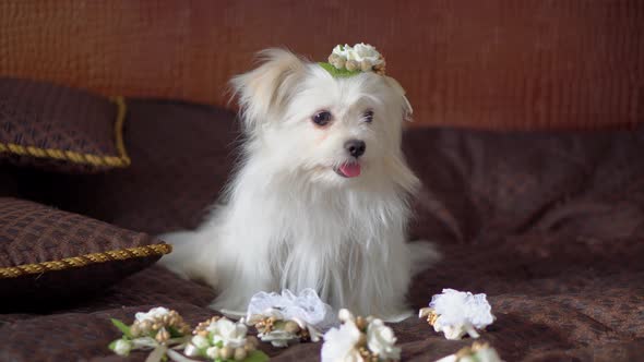 Maltese with wedding boutonnieres on the couch. animals on the wedding day.
