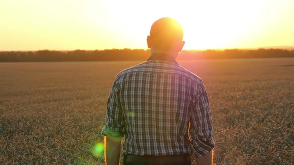 A Young Farmer Is on a Wheat Field To Meet the Sunset. Agriculture and Business alt