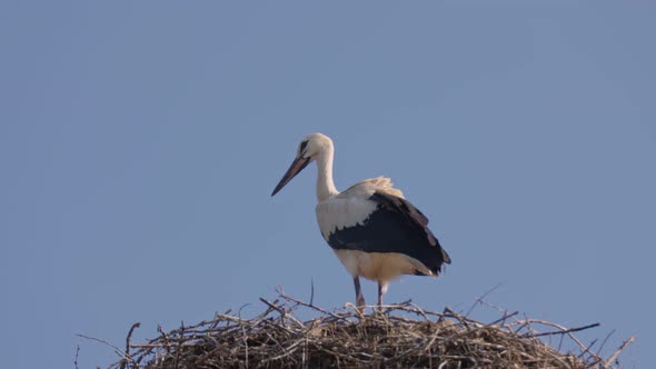 One Crane Stands in the Nest alt