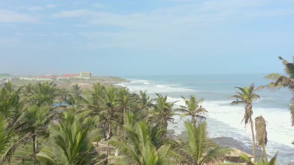 Palm trees at the beach_1 alt