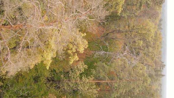 Vertical Video of an Autumn Forest During the Day in Ukraine alt