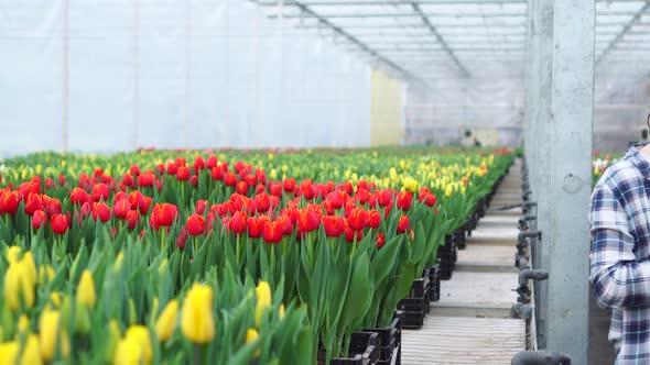 Woman Greenhouse Worker Inspects Tulips alt