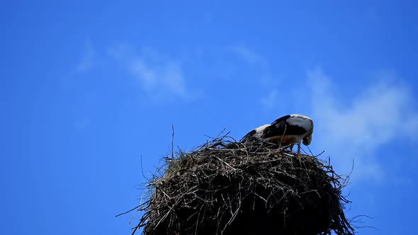 Storks Timelapse alt