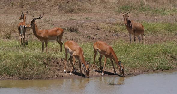 Impala, aepyceros melampus, Group standing at Waherhole, Hartebeest, alcelaphus buselaphus alt