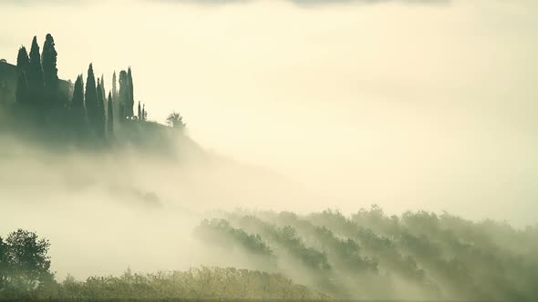 Fog Over the Vineyard in Tuscany