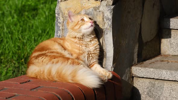 Ginger Cat is Resting and Yawning At Garden Stairs