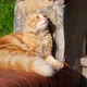 Ginger Cat is Resting and Yawning At Garden Stairs - VideoHive Item for Sale