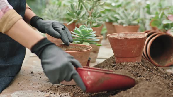 Details of a Gardener in a Large Flower Greenhouse alt