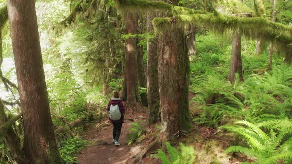 Woman Hiking Forest Trail with Dense Fern and Tree Branches Covered By Moss alt