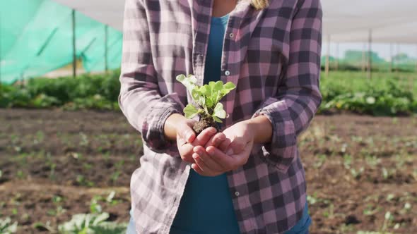 Video of midsection of caucasian woman holding seedling alt