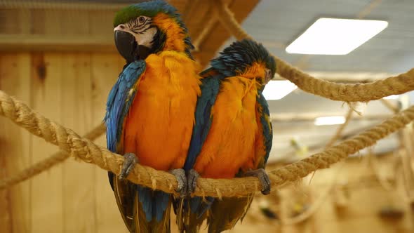 Two Colorful Wavy Parrots Cleaning Their Feathers Turning Away From Each Other