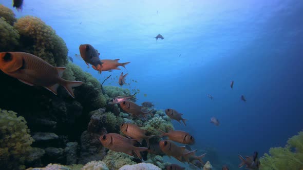 Underwater Colorful Scenery alt