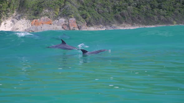 Dolphins swimming in Indian Ocean_Jumping out of water and playing_SLOW MOTION alt