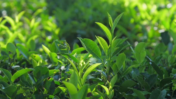 Slow Motion Along Fresh Tea Bushes on Plantation Closeup alt