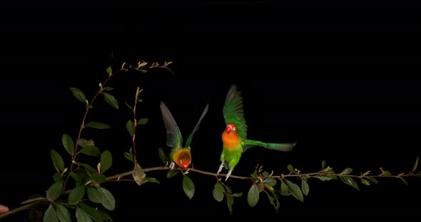 Fischer's Lovebird, agapornis fischeri, Pair standing on Branch, taking off, in flight alt