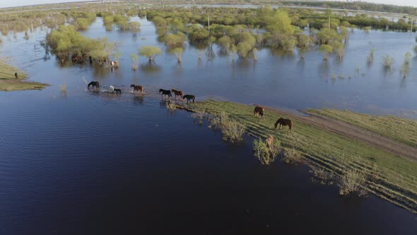 The Horse Herd Graze Along the Shore of the Lake. Wild Horses in Nature