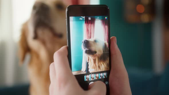 British Redhead Man Sitting on Sofa Taking Picture of Dog Retriever Making Photo or Video on Camera alt