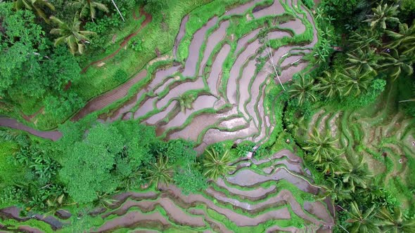 Aerial View of Tegallalang Rice Terraces, Bali, Indonesia