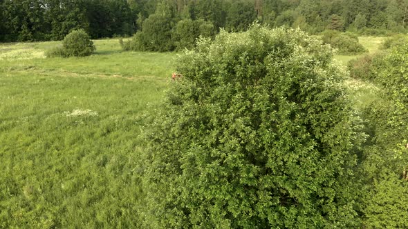 Farmer on a Vintage Tractor Mows the Tall Green Grass in a Field of Bushes alt